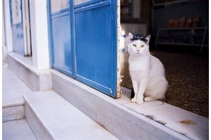 Большое греческое свинство